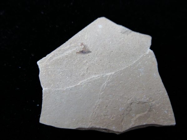 Fossil Insect - Green River fm. Utah #20