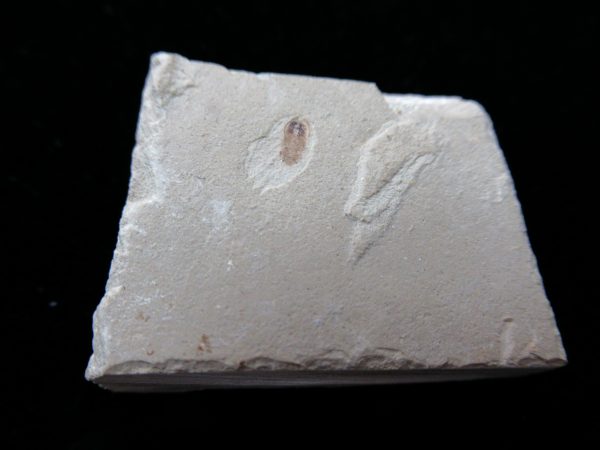 Fossil Insect - Green River fm. Utah #23