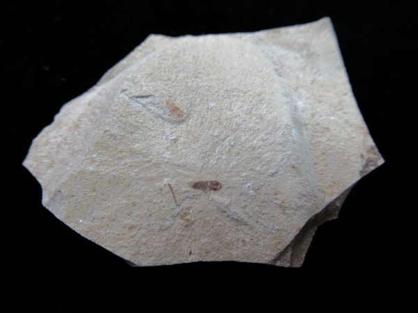 Fossil Insect - Green River fm. Utah #29