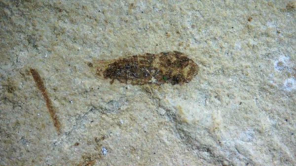 Fossil Insect - Green River fm. Utah #29 - Image 2