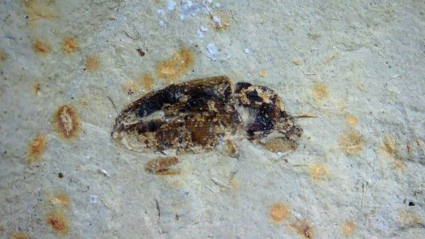 Fossil Insect - Green River fm. Utah #30 - Image 2