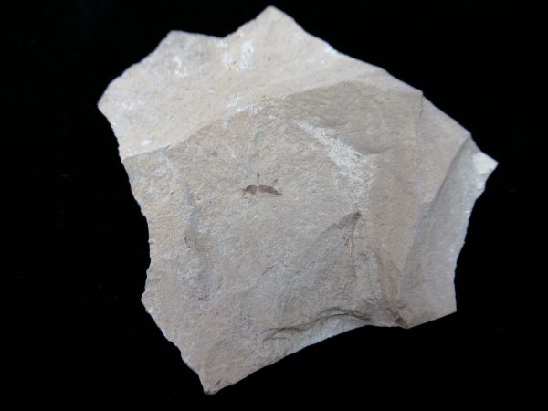 Fossil Insect - Green River fm. Utah #32