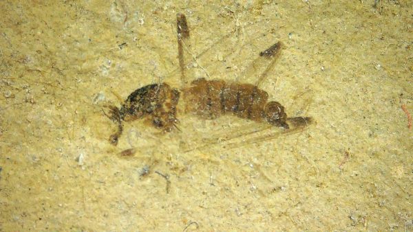 Fossil Insect - Green River fm. Utah #32 - Image 2