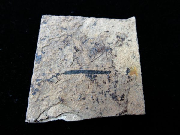 Fossil Insect - Green River fm. Utah #33