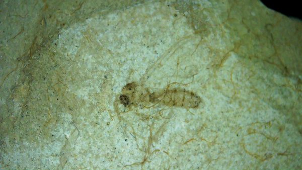 Fossil Insect - Green River fm. Utah #38 - Image 2