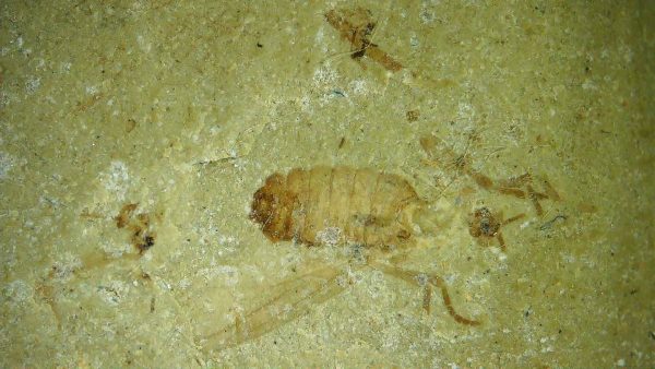 Fossil Insect - Green River fm. Utah #39 - Image 2