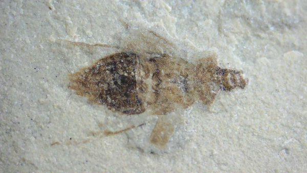 Fossil Insect - Green River fm. Utah #3 - Image 2