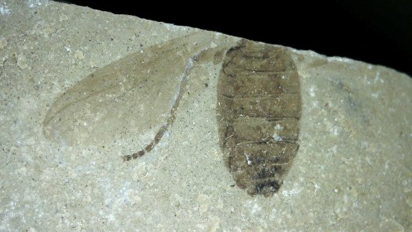 Fossil Insect - Green River fm. Utah #40 - Image 3