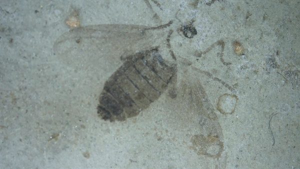 Fossil Insect - Green River fm. Utah #43 - Image 3