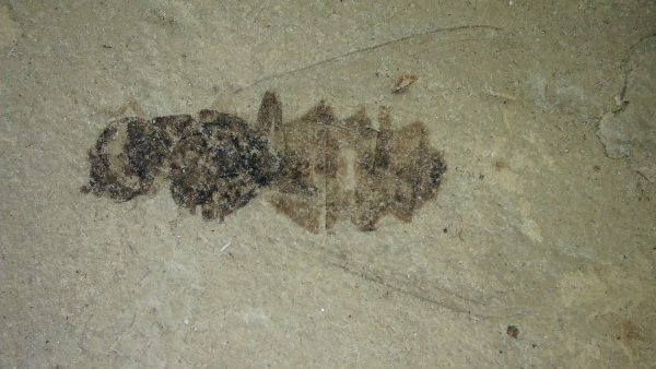 Fossil Insect - Green River fm. Utah #44 - Image 2