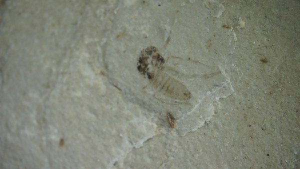 Fossil Insect - Green River fm. Utah #44 - Image 3