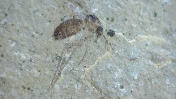 Fossil Insect - Green River fm. Utah #5 - Image 2