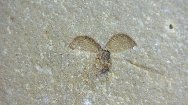 Fossil Insect - Green River fm. Utah #7 - Image 2