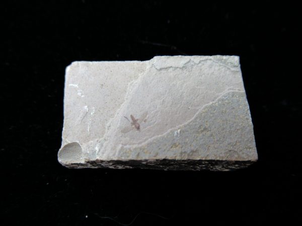 Fossil Insect - Green River fm. Utah #8