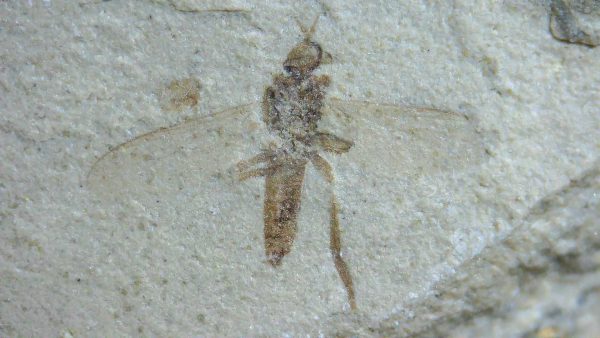 Fossil Insect - Green River fm. Utah #8 - Image 2