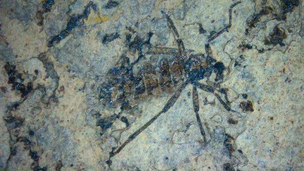 Fossil Insect - Green River fm. Utah #33 - Image 2