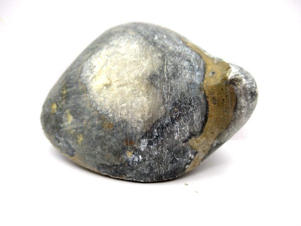 Genuine Devonian Age Strinocephalus Brachiopod From Burma For Sale #11b