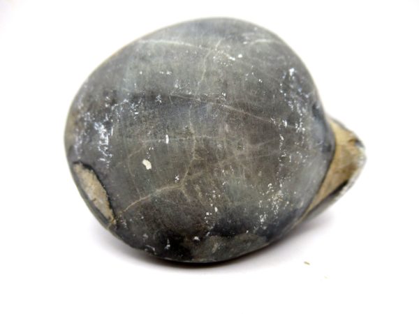 Genuine Devonian Age Strinocephalus Brachiopod From Burma For Sale #14b