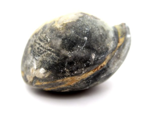 Genuine Devonian Age Strinocephalus Brachiopod From Burma For Sale #16a