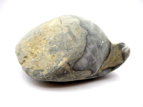 Genuine Devonian Age Strinocephalus Brachiopod From Burma For Sale #21a