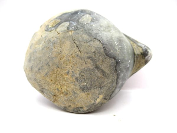 Genuine Devonian Age Strinocephalus Brachiopod From Burma For Sale #21b