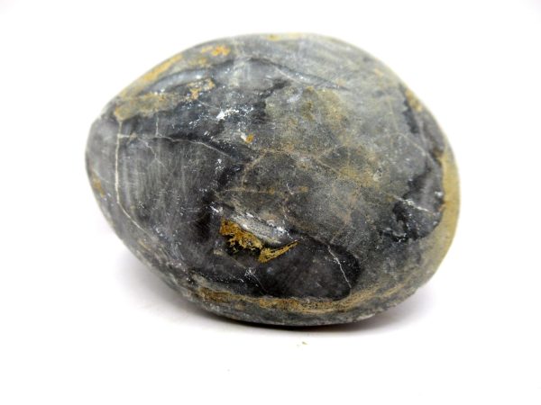 Genuine Devonian Age Strinocephalus Brachiopod From Burma For Sale #22c