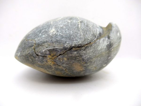 Genuine Devonian Age Strinocephalus Brachiopod From Burma For Sale #23a