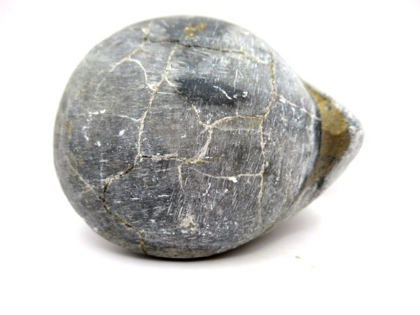 Genuine Devonian Age Strinocephalus Brachiopod From Burma For Sale #23b