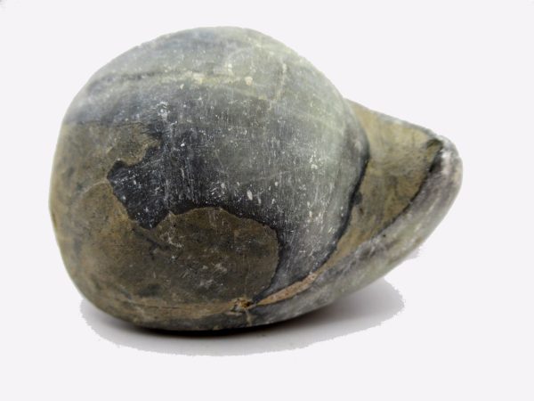 Genuine Devonian Age Strinocephalus Brachiopod From Burma For Sale #3b