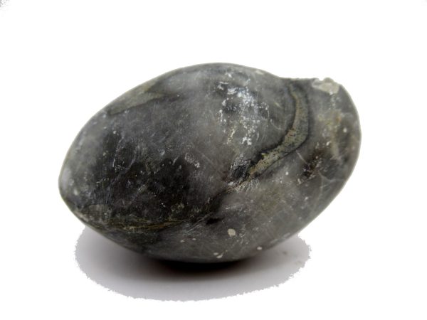 Genuine Devonian Age Strinocephalus Brachiopod From Burma For Sale #4a