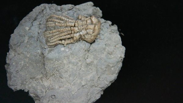 Kentucky Tholocrinus Crinoid #32