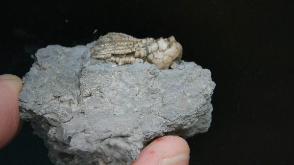 Kentucky Tholocrinus Crinoid #32 - Image 2