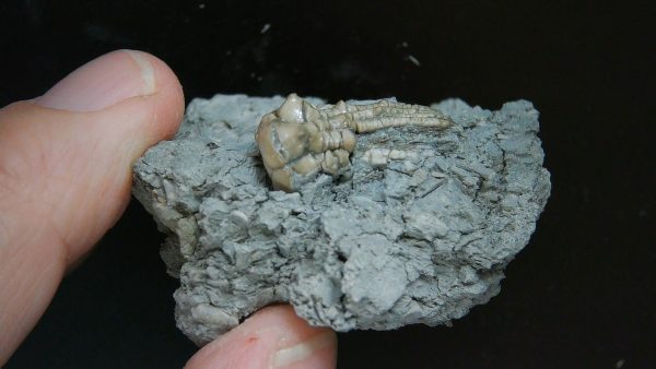 Kentucky Tholocrinus Crinoid #32 - Image 4