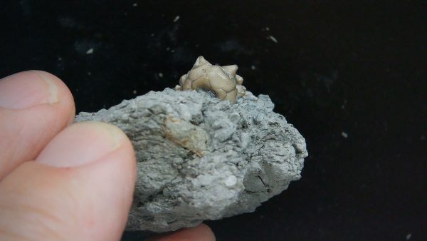 Kentucky Tholocrinus Crinoid #32 - Image 3