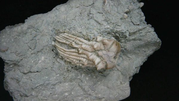 Kentucky Tholocrinus Crinoid #33