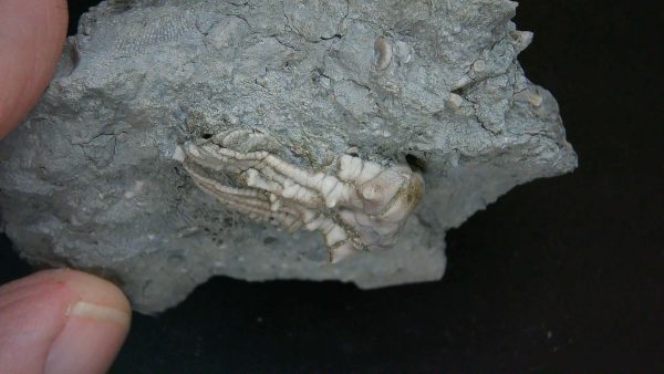 Kentucky Tholocrinus Crinoid #33 - Image 2