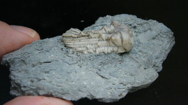 Kentucky Tholocrinus Crinoid #33 - Image 4