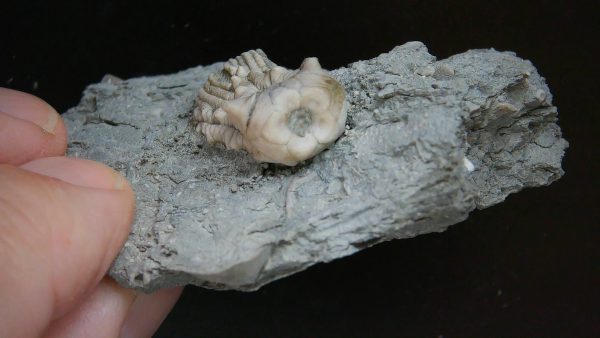 Kentucky Tholocrinus Crinoid #33 - Image 3