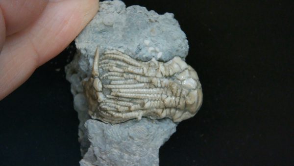 Kentucky Tholocrinus Crinoid #38