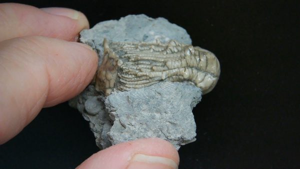 Kentucky Tholocrinus Crinoid #38 - Image 2