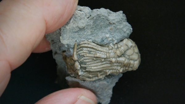 Kentucky Tholocrinus Crinoid #38 - Image 4