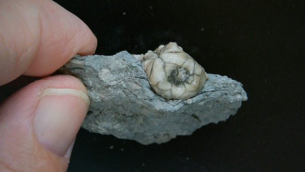 Kentucky Tholocrinus Crinoid #38 - Image 3