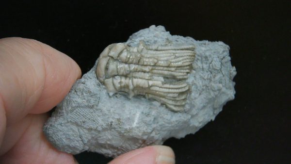 Kentucky Tholocrinus Crinoid #39