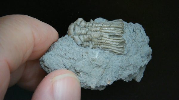 Kentucky Tholocrinus Crinoid #39 - Image 2