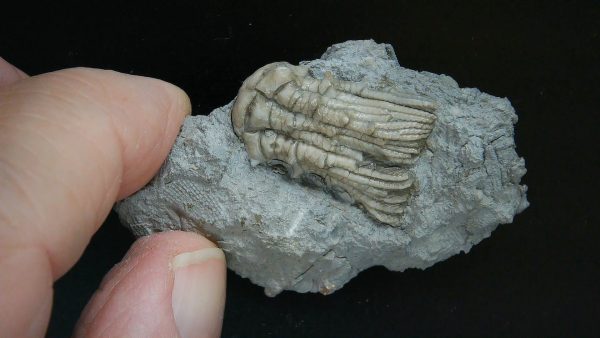 Kentucky Tholocrinus Crinoid #39 - Image 4