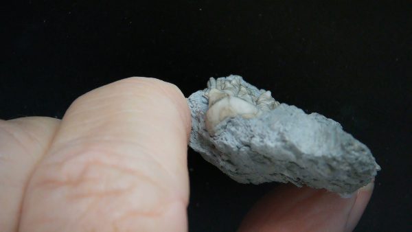 Kentucky Tholocrinus Crinoid #39 - Image 3