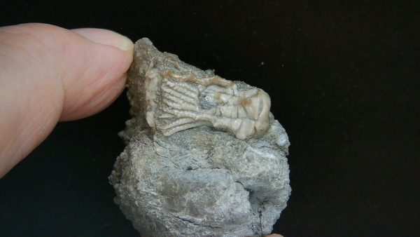 Kentucky Tholocrinus Crinoid #40