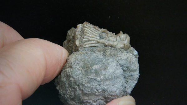 Kentucky Tholocrinus Crinoid #40 - Image 2