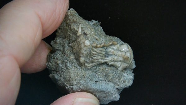 Kentucky Tholocrinus Crinoid #40 - Image 4