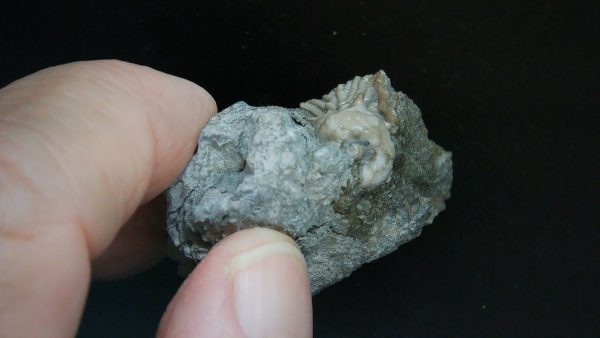 Kentucky Tholocrinus Crinoid #40 - Image 3